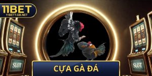 Cựa Gà Đá