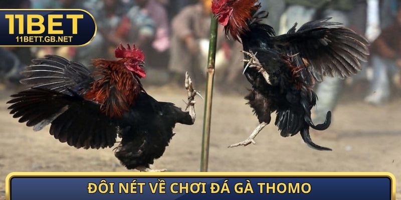 Đôi nét về chơi đá gà Thomo