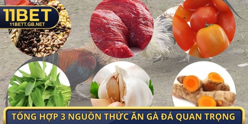 Thức Ăn Gà Đá - Danh Mục Dinh Dưỡng Tăng Cơ, Duy Trì Thể Lực 2 Tổng hợp 3 nguồn thức ăn gà đá quan trọng