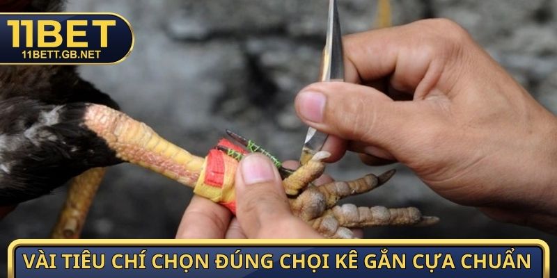 Cựa Gà Đá - Bí Quyết Chọn Cùng Kỹ Thuật Lên Cựa Cực Chuẩn 4 Vài tiêu chí chọn đúng chọi kê gắn cựa chuẩn